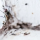 Les 10 Signes à Surveiller pour Identifier une Infestation d'Insectes dans Votre Maison